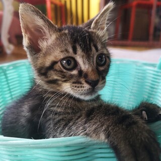 【トライアル中】ダンボールに入れて捨てられていた子