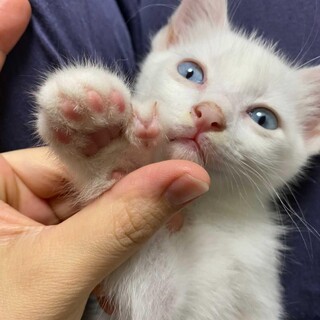 現在申込み済の中で決定します ベルガモットくん♂