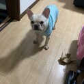 フレンチブルドッグ　3歳　メス