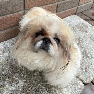 可愛いペキ。蘭丸ちゃん