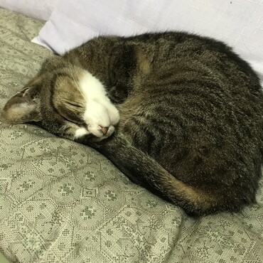 チャコ