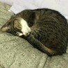 チャコ