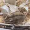プティ