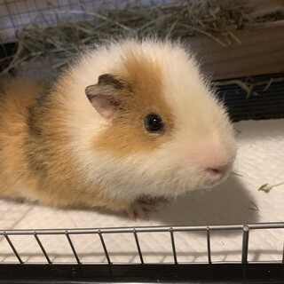 オスのモルモット2匹（イングリッシュ・テディ）