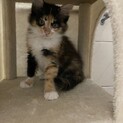 3ヶ月くらいのロングのさびねこ