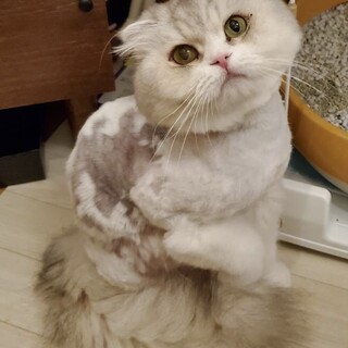 おとなしいスコティッシュ3歳