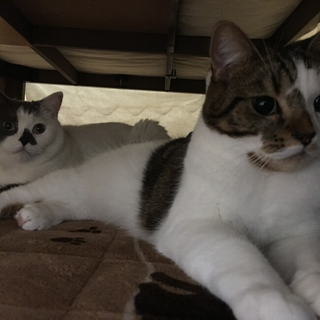 こあゆなのカバー写真