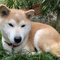大隅ここあ