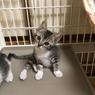 くつ下ニャンコ　幸水