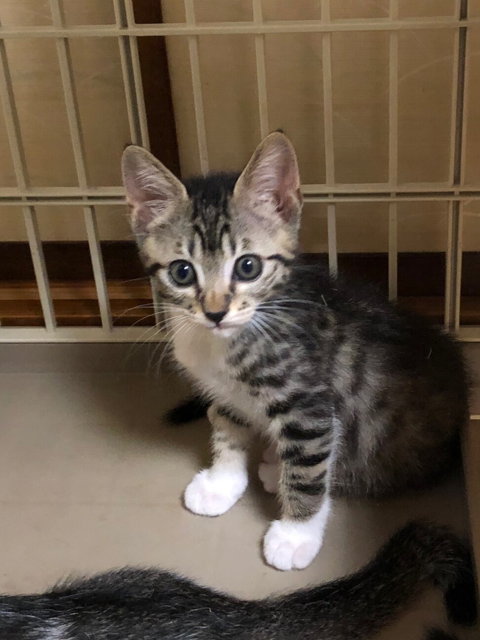 くつ下ニャンコ　幸水 サムネイル2