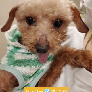 保護っこトイプ♬ジュリーくん♪里親絶賛募集中！
