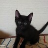 黒仔猫さつきちゃん里親さん募集一時停止 サムネイル2