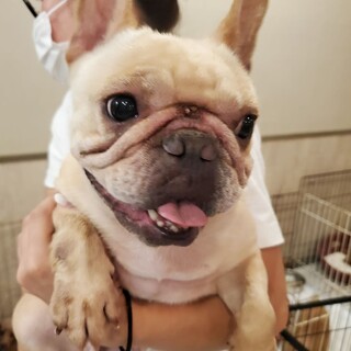 フレンチ ブルドッグ 犬 の里親募集情報 ペットのおうち 月間利用者150万人