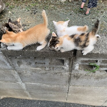 5兄弟