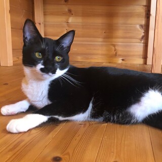 超穏やかなタキシード猫 1歳 ① ちゃっぷ ♂