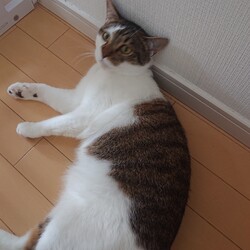 「生後１年２ヶ月」サムネイル1