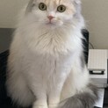 可愛い鳴き声の猫ちゃん