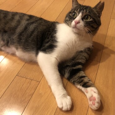 びっくり顔ミアちゃん