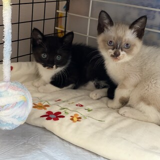 お目目くりっくりのクレア‪