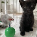 5/5生まれの黒猫兄弟