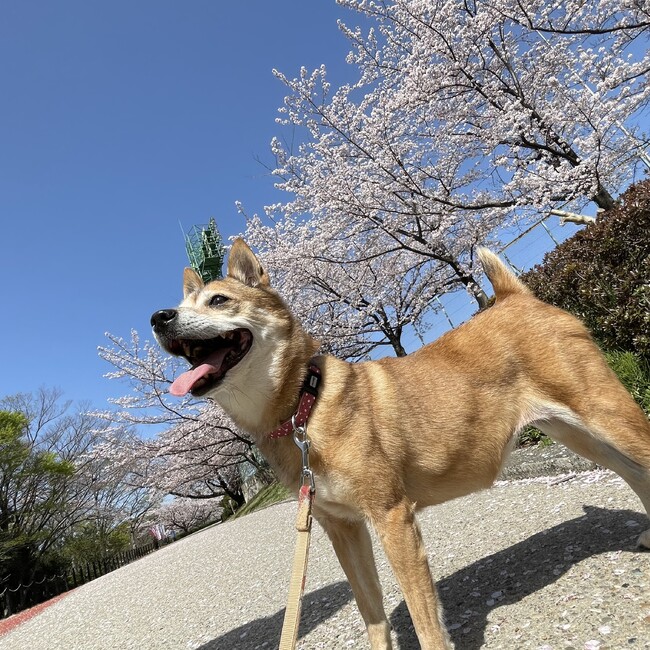 chachagomaのカバー写真