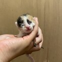 生まれたての三毛猫ちゃん♀