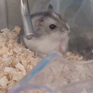 ハムスターの里親決まりました。