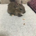 元気いっぱいのブルーデグーの男の子！！