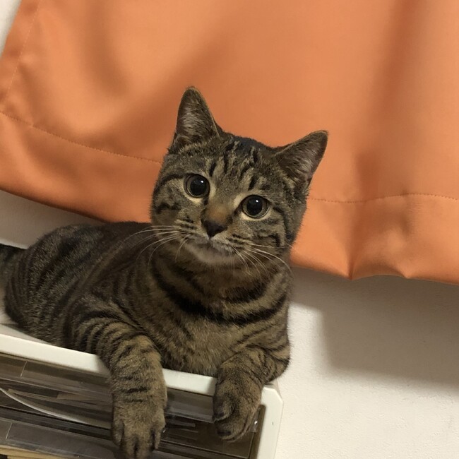 むつみ23のカバー写真
