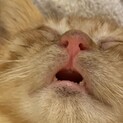 茶色のキジトラ