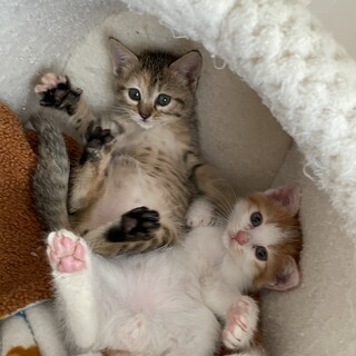 【小平市】可愛い兄妹子猫！寛一とお宮