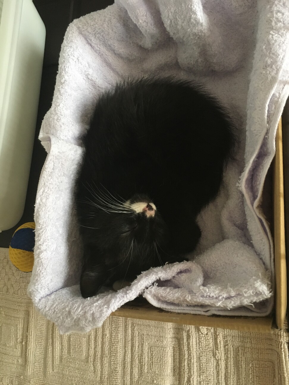 てんかん疑いの小さい男の」千葉県 - 猫の里親募集(367877 