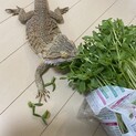 フトアゴヒゲトカゲです