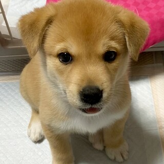 元気いっぱい！時々調子にのっちゃう『レモン君』