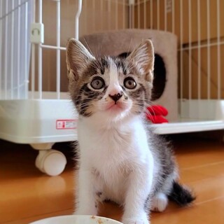 【2ヶ月】美人さんになるね〜♪『ピコちゃん』