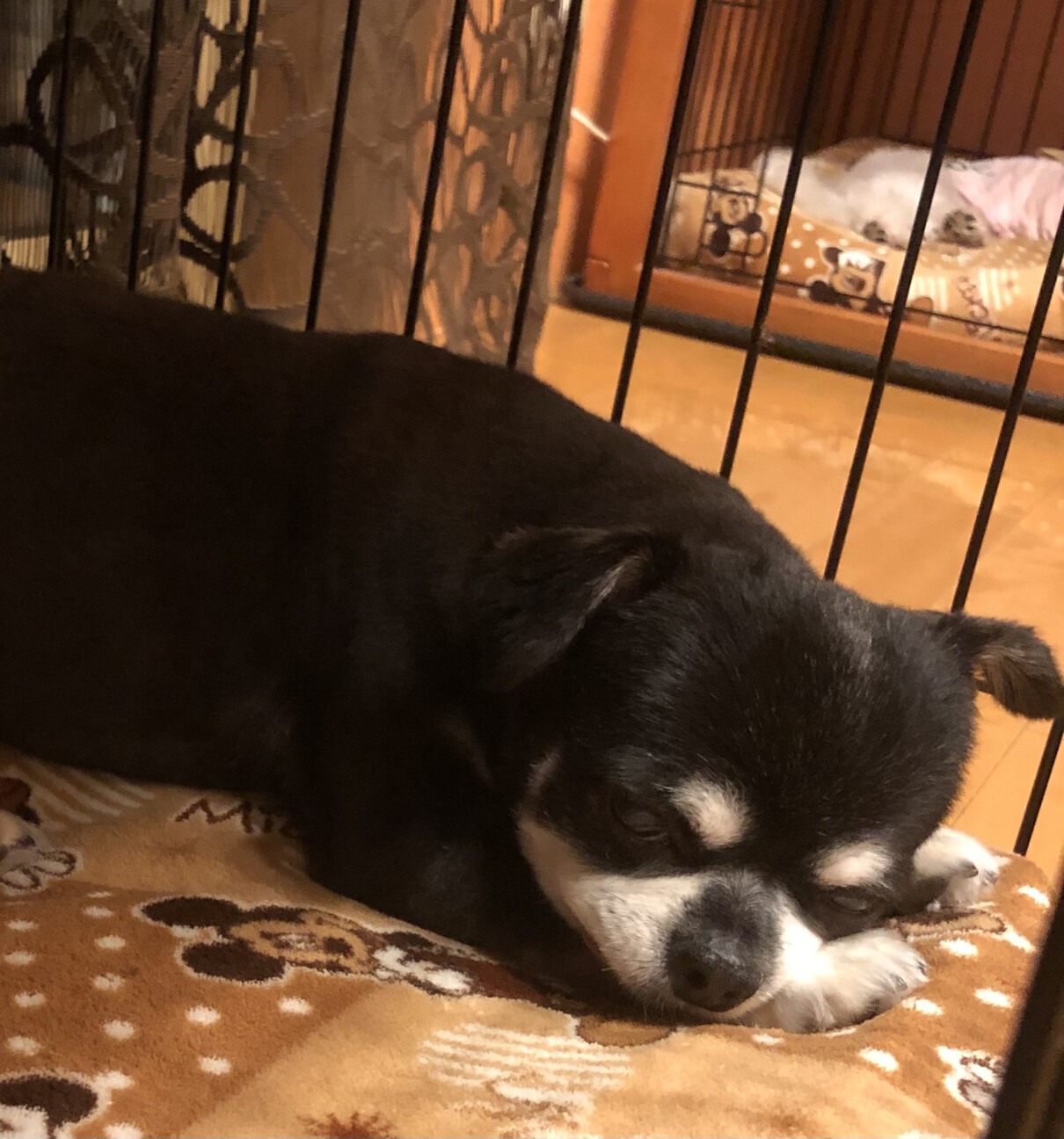 癒し系プリンス チワワの 神奈川県 犬の里親募集 3678 ペットのおうち 月間利用者150万人