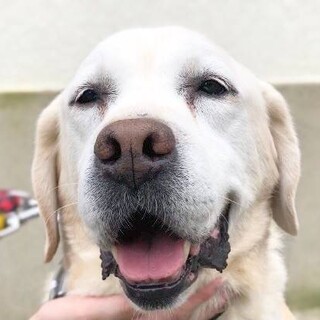 ふうたくん 甘えたさんの 奈良県 犬の里親募集 ペットのおうち 月間利用者150万人