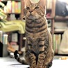 キジトラのキキ