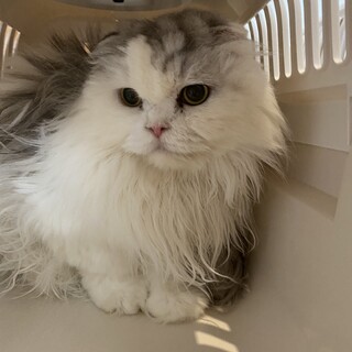 希少性高‼️長毛折れ耳のスコティッシュのヒメちゃん
