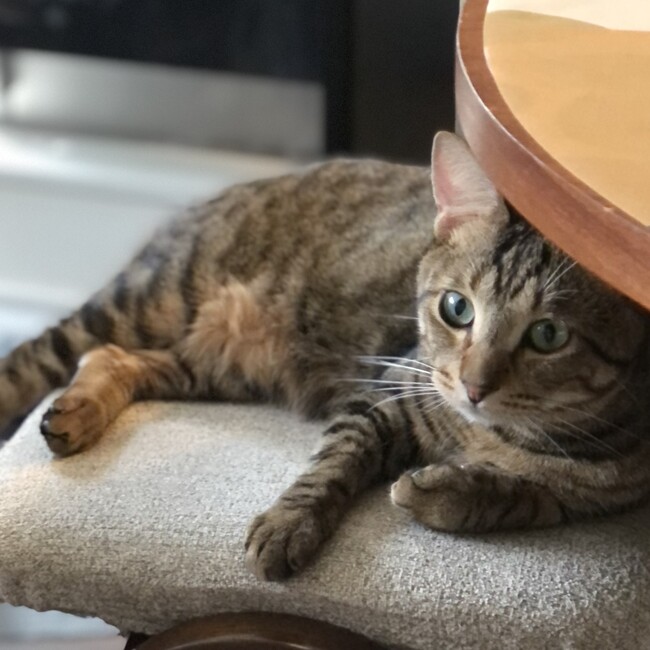キジトラのキキのカバー写真