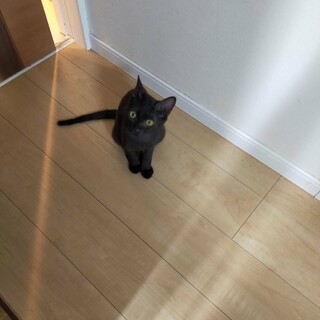 とてもなれてるくろちゃん
