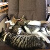 仲良くお昼寝中です