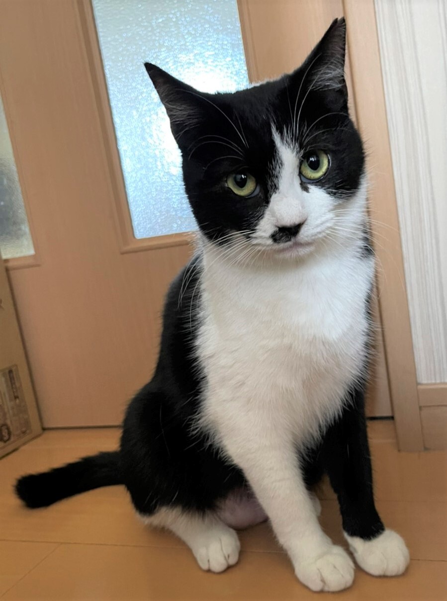 甘えん坊のハチワレ姉妹てまりちゃん サムネイル2