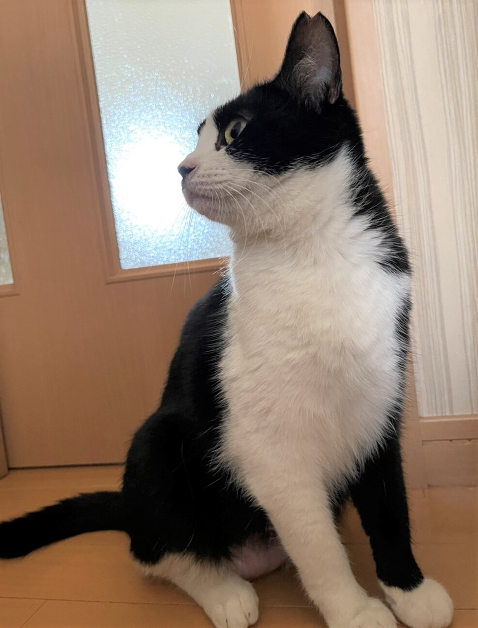 甘えん坊のハチワレ姉妹てまりちゃん サムネイル3