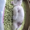 ぴのん@