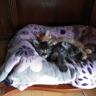 グレースくんフワフワ元気な2ヶ月