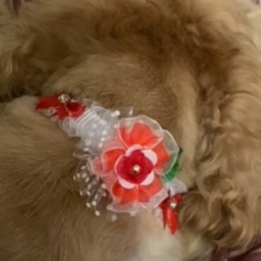 トリミングから帰ってzzz　チョーカーが可愛くて思わずパシャリ！