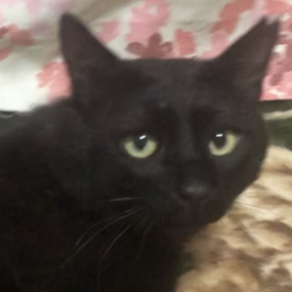 ボクは別名モナリザ、甘えん坊のクリちゃんだゾー