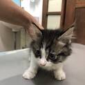 急募！代理掲載です。※里親決定しました