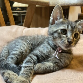 膝の上が好きなピンクちゃん☆